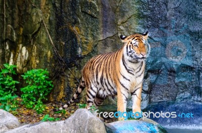 Tiger Beside The Water Stock Photo