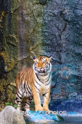 Tiger Beside The Water Stock Photo