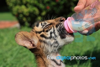 Tiger Cub Drinking Milk Stock Photo