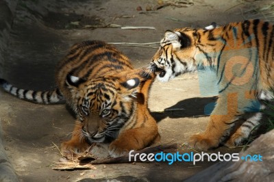 Tiger Cubs Stock Photo