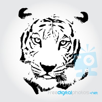 Tiger Drawing Stock Image