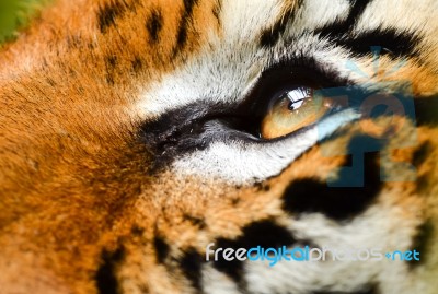 Tiger Eye Stock Photo