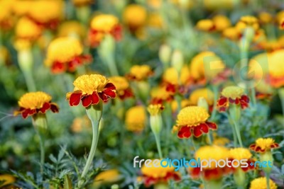 Tiger Eye French Marigold Stock Photo