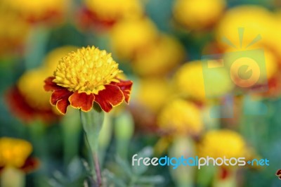 Tiger Eye French Marigold Stock Photo