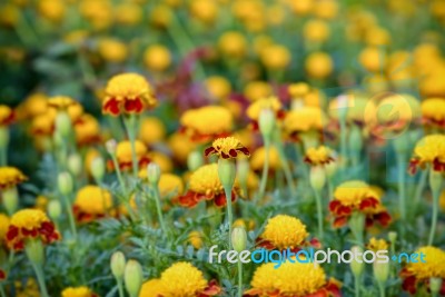 Tiger Eye French Marigold Stock Photo