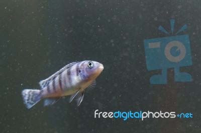 Tiger Fish With Swimming Stock Photo