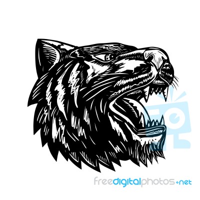 Tiger Growling Scratchboard Stock Image