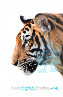 Tiger Head Isolated Stock Photo