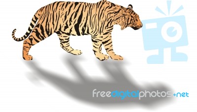 Tiger Illustration Stock Image