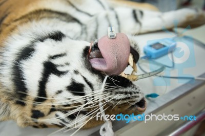 Tiger In Animal Hospital Stock Photo