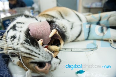 Tiger In Animal Hospital Stock Photo