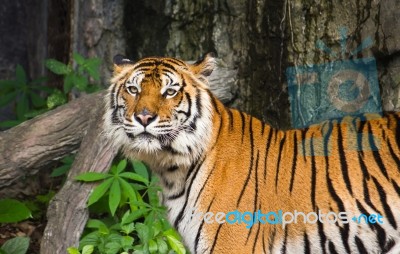 Tiger In Open Zoo Stock Photo