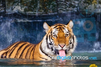 Tiger In The Water Stock Photo