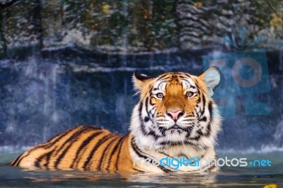 Tiger In The Water Stock Photo