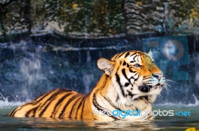 Tiger In The Water Stock Photo