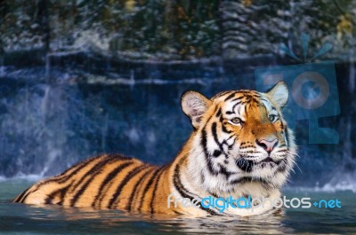 Tiger In The Water Stock Photo