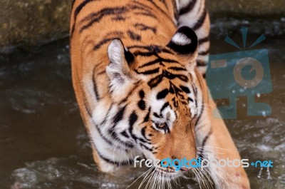 Tiger In The Water Stock Photo