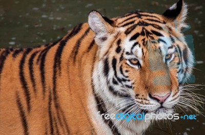 Tiger In The Water Stock Photo