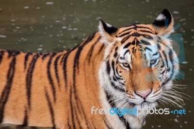 Tiger In The Water Stock Photo