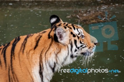 Tiger In The Water Stock Photo