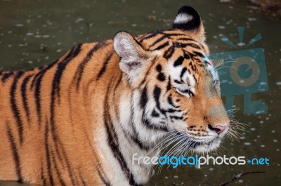 Tiger In The Water Stock Photo