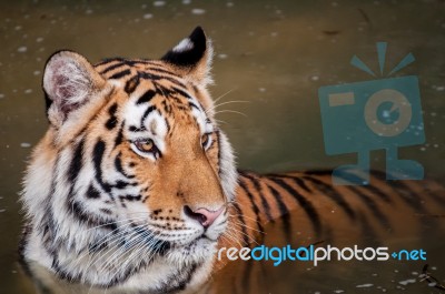 Tiger In The Water Stock Photo