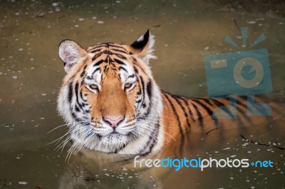 Tiger In The Water Stock Photo