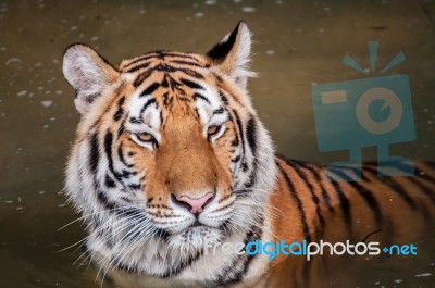 Tiger In The Water Stock Photo