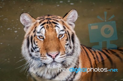 Tiger In The Water Stock Photo