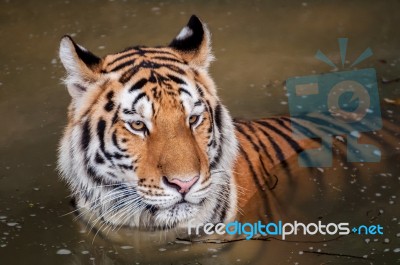 Tiger In The Water Stock Photo