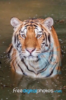 Tiger In The Water Stock Photo