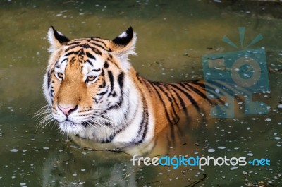 Tiger In The Water Stock Photo