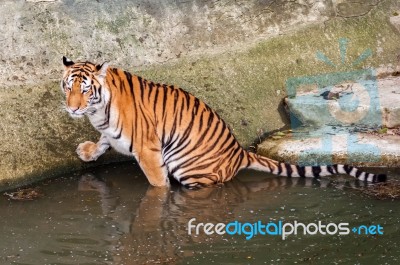 Tiger In The Water Stock Photo