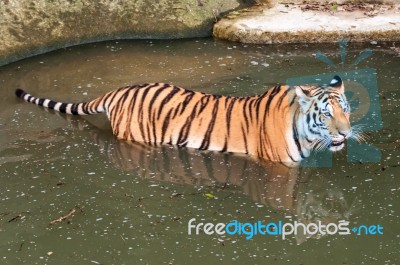 Tiger In The Water Stock Photo