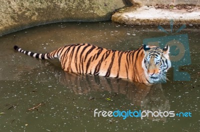 Tiger In The Water Stock Photo