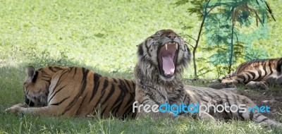 Tiger Open Mouth Stock Photo