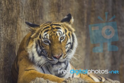 Tiger Sit Stock Photo