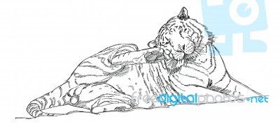 Tiger Sketched Stock Image