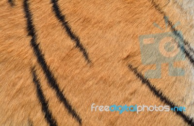 Tiger Skin Stock Photo