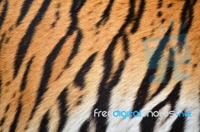 Tiger Skin Stock Photo