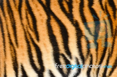 Tiger Skin Stock Photo