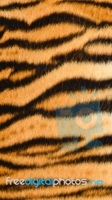 Tiger Skin Stock Photo