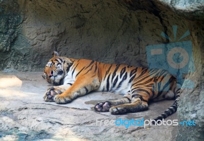 Tiger Sleeping under Rock Stock Photo