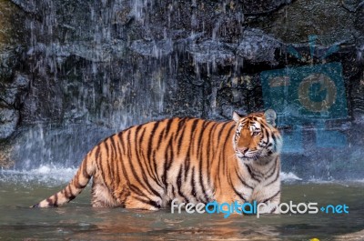 Tiger Standing In Water Stock Photo