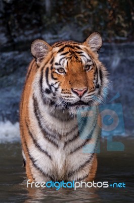 Tiger Standing In Water Stock Photo