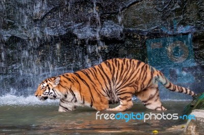 Tiger Walking In Water Stock Photo