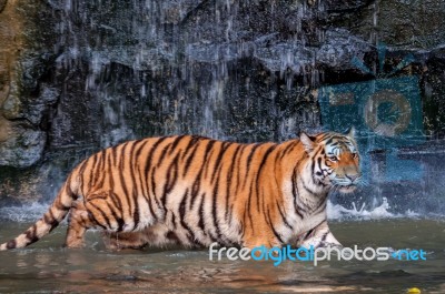 Tiger Walking In Water Stock Photo