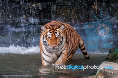 Tiger Walking In Water Stock Photo