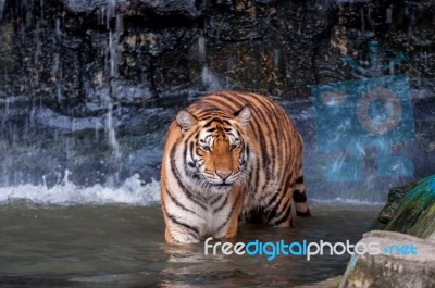 Tiger Walking In Water Stock Photo