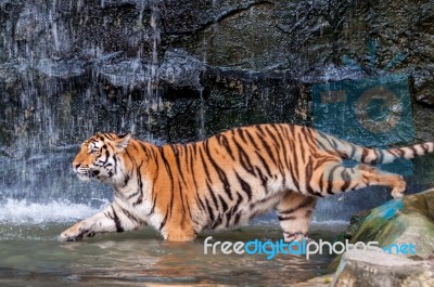 Tiger Walking Into Water Stock Photo